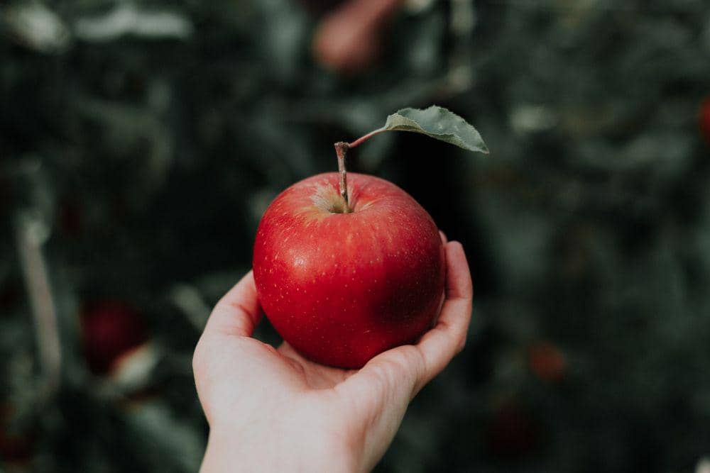 5 Fakta Menarik Mengenai Buah Apel, Ada Sejarahnya! | IDN Times