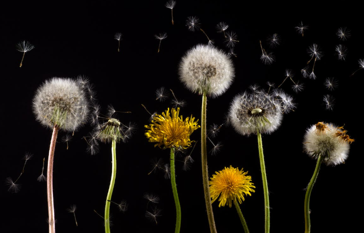 ilustrasi dandelion (pexels.com/pixabay)
