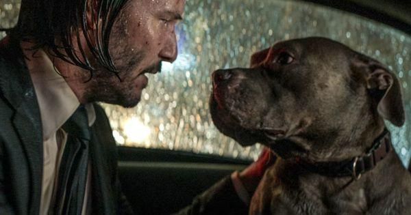 John dan pit bull-nya  ( Dok. Lionsgate / John Wick 3 )