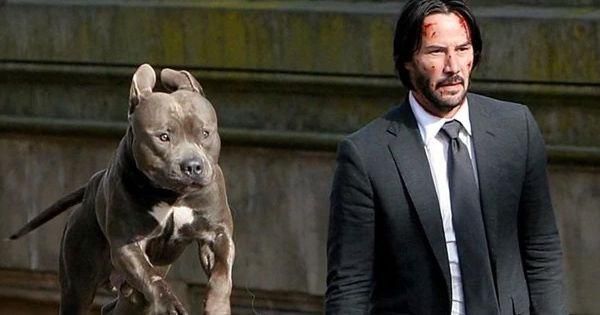 John dan anjingnya melarikan diri di akhir sekuel kedua ( Dok. Lionsgate / John Wick 2 )