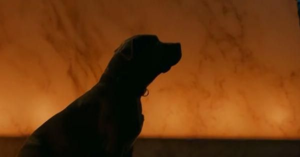 Anjing John ditinggal di hotel Continental  ( Dok. Lionsgate / John Wick 2 )
