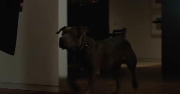 Anjing John menyambut kedatangan Santino ( Dok. Lionsgate / John Wick 2 )