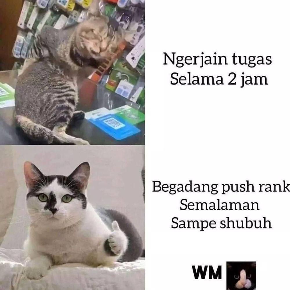 ilustrasi meme lucu kucing (instagram.com/deritasosmed)