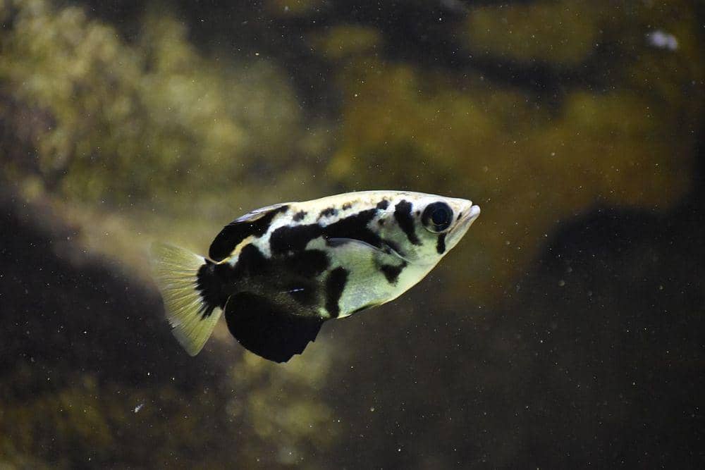 Axadora Fish 5 Fakta Famili Toxotidae, Disebut Archer Fish | IDN Times