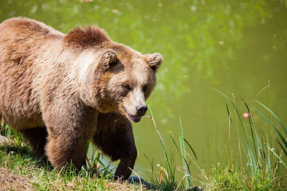 Wild Tapi 8 Jenis Beruang di Dunia, Gemas tapi Berbahaya | IDN Times