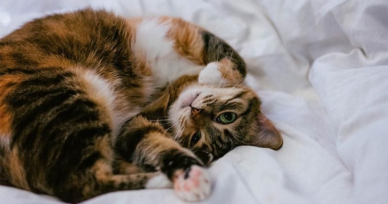 150 Ide Nama Kucing dari Tema Luar Angkasa Beserta Artinya
