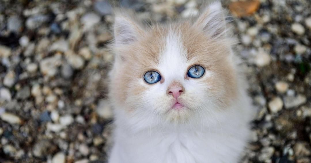 150 Nama Kucing Jantan Korea Inisial N-Y, Terkesan Modern dan Keren