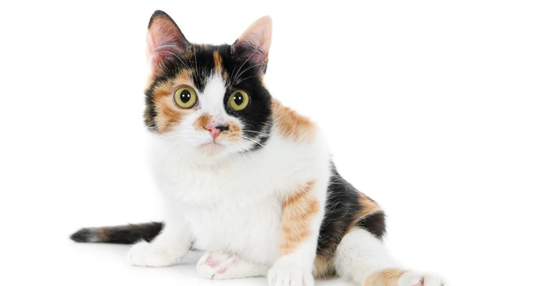 10 Rekomendasi Merek Makanan Penggemuk Kucing yang Kaya Nutrisi