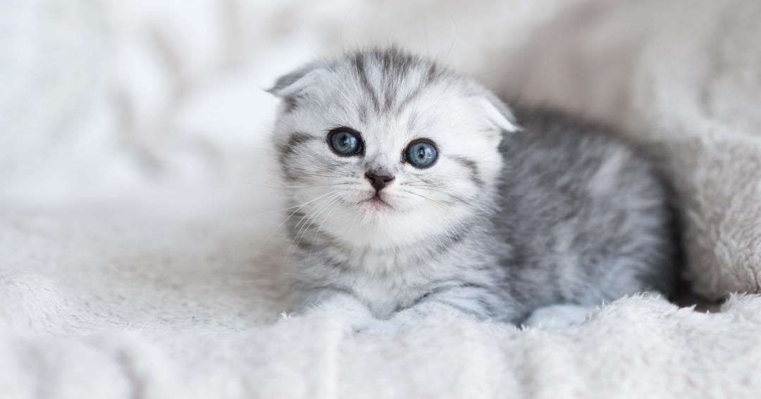 300 Nama Kucing Betina Aesthetic Inisial A-M Beserta Artinya