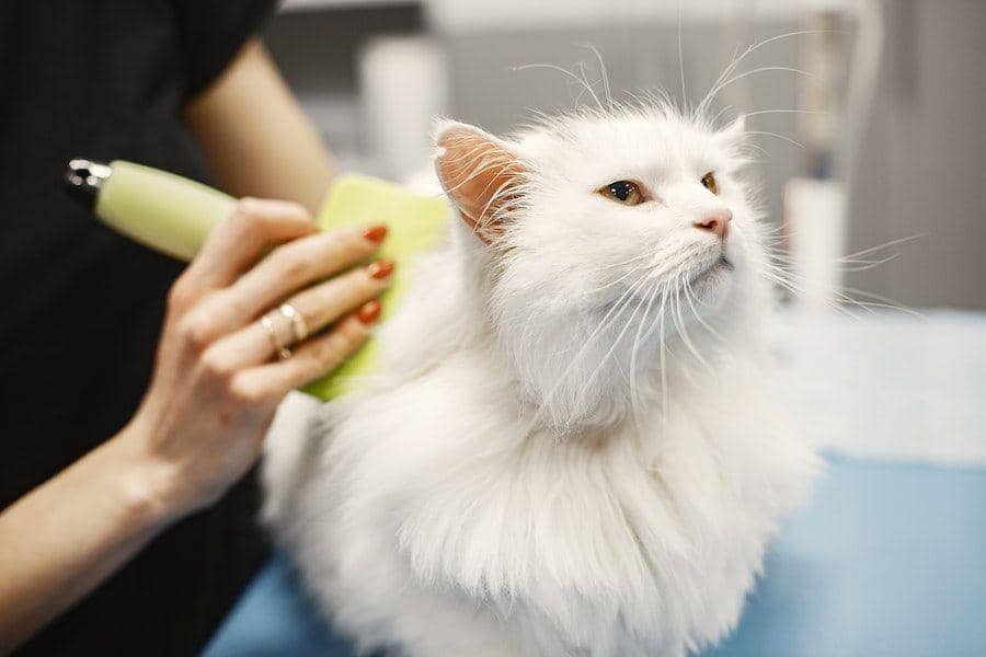 3 Cara Merawat Kucing Anggora agar Tetap Sehat dan Cantik | IDN Times