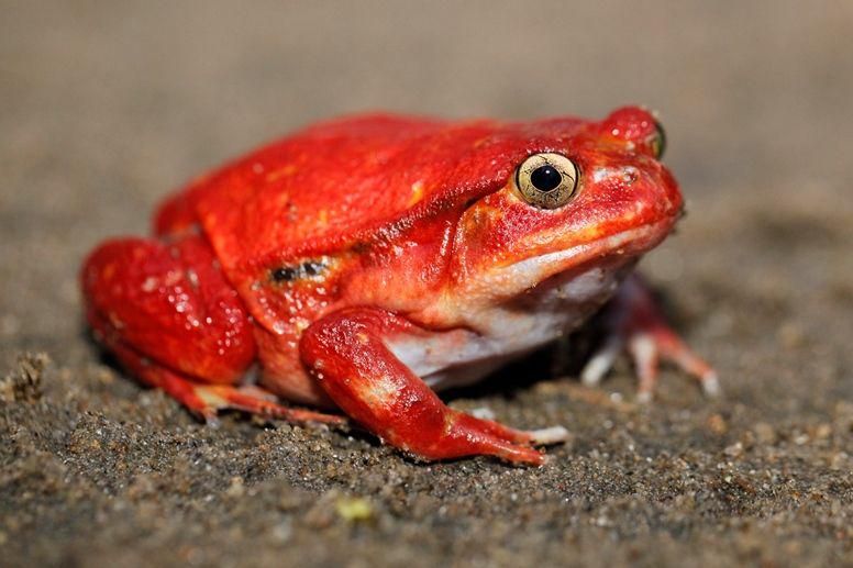 Katak Tomat, Amfibi Endemik yang Menarik dari Madagaskar | IDN Times Kaltim