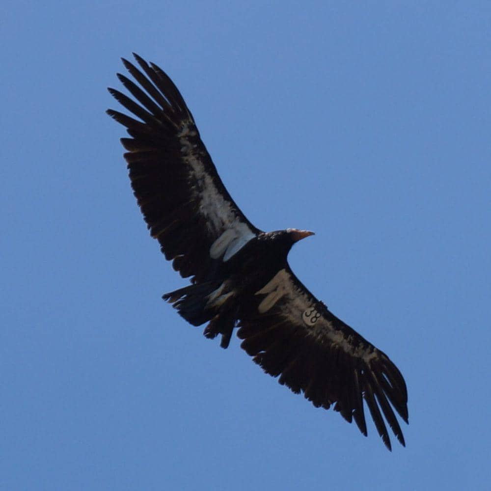 Fakta Condor California, Memiliki Mekanisme Pendinginan Diri | IDN ...