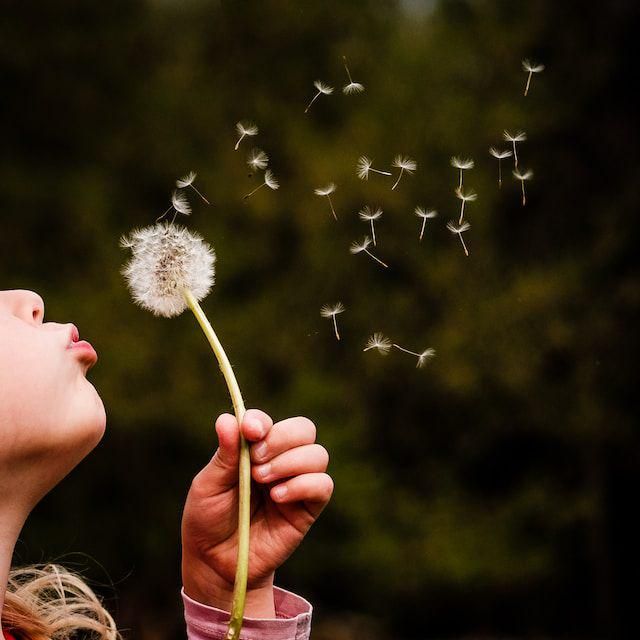 [PUISI] Setangkai Dandelion