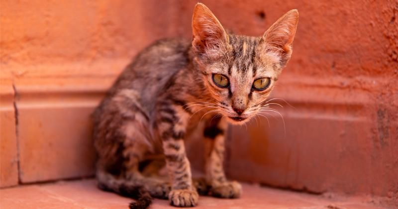 10 Penyebab Kucing Kurus yang Harus Diwaspadai