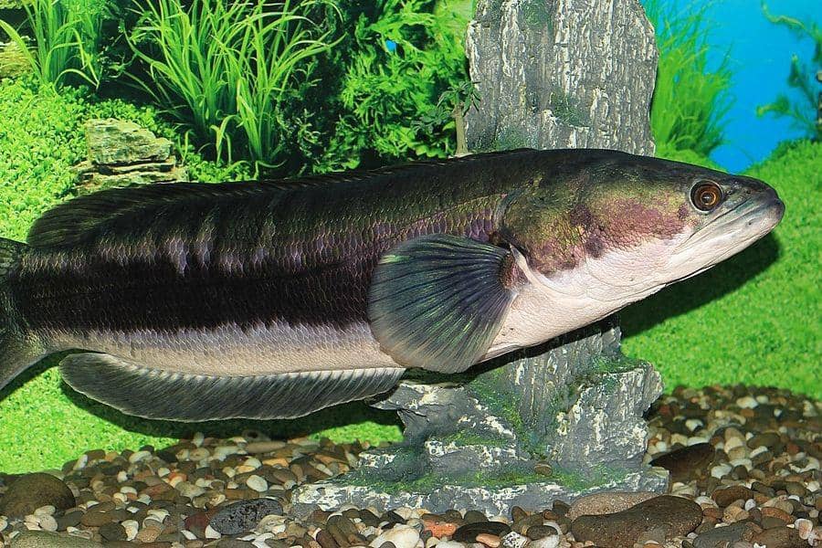 5 Fakta Ikan Toman, Predator Air Tawar yang Agresif | IDN Times