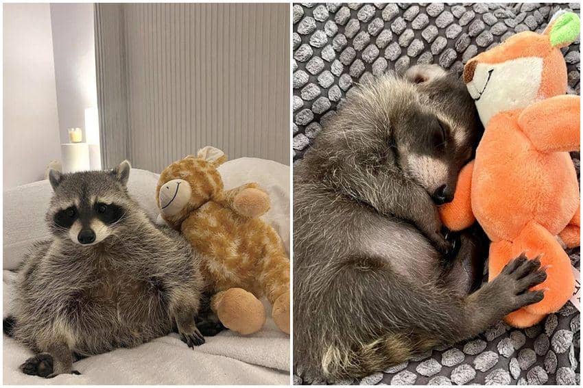 9 Foto Gemas Rakun Bareng Mainannya, Sampai Gak Mau Dilepas! | IDN Times