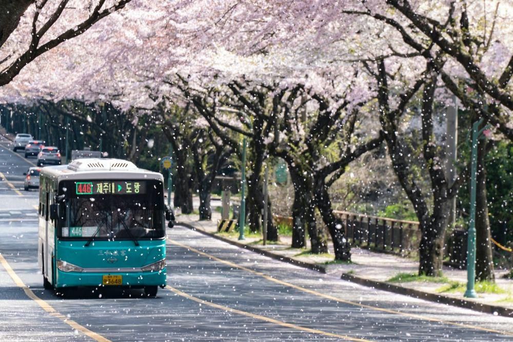 7 Transportasi Antar Kota di Korea Selatan untuk Liburan Praktis