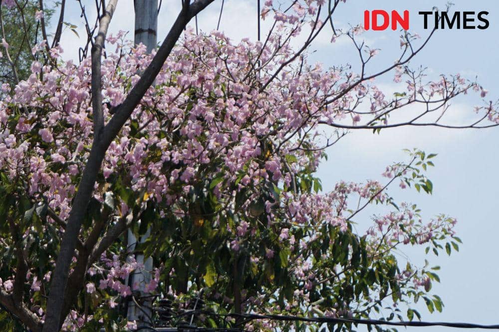 Bunga-bunga tabebuya mirip sakura bermekaran di Kota Semarang. (IDN Times/Anggun Puspitoningrum)