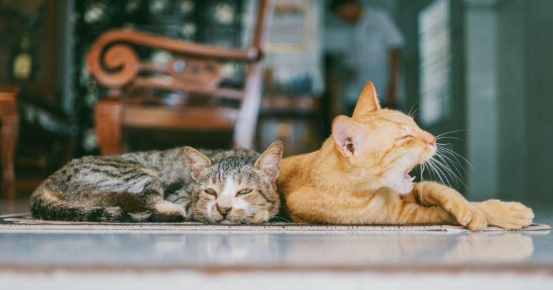 8 Cara Menghilangkan Bau Kucing dari Rumah, Bisa Pakai Soda Kue
