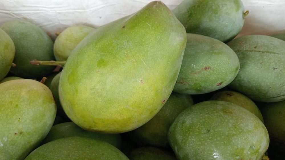 Mangga gadung atau mangga harum manis asli dari Kecamatan Parang Kabupaten Magetan/ IDN Times/ Riyanto