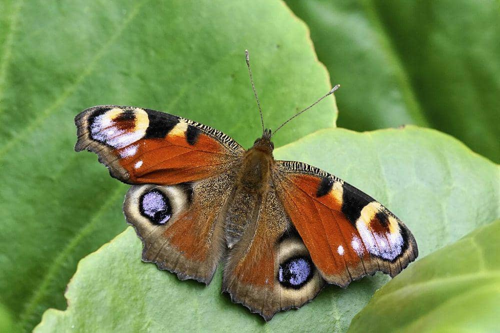 Kupu kupu merak. (commons.wikimedia.org/rob Stoeltje)