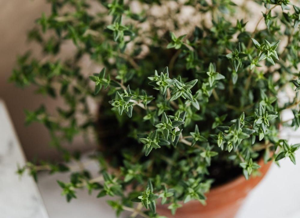 ilustrasi thyme (pexels.com/Karolina Grabowska)