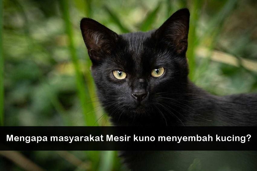 ilustrasi kucing hitam (pixabay.com/Leuchtturm81)