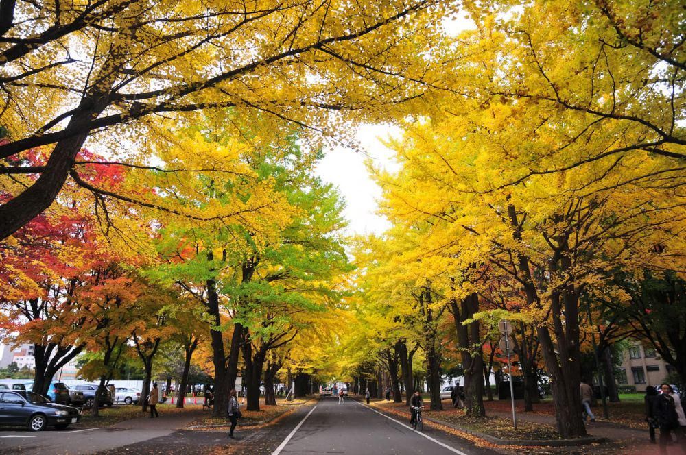 ilustrasi musim gugur di Sapporo, Jepang (unsplash.com/Jacky Yu)