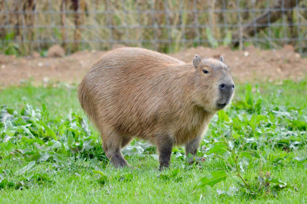 Mengapa Capybara Makan Kotorannya Sendiri? Alasannya Unik