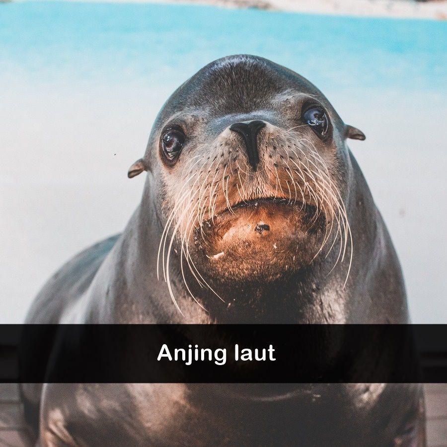 ilustrasi anjing laut (pexels.com/Craig Adderley)