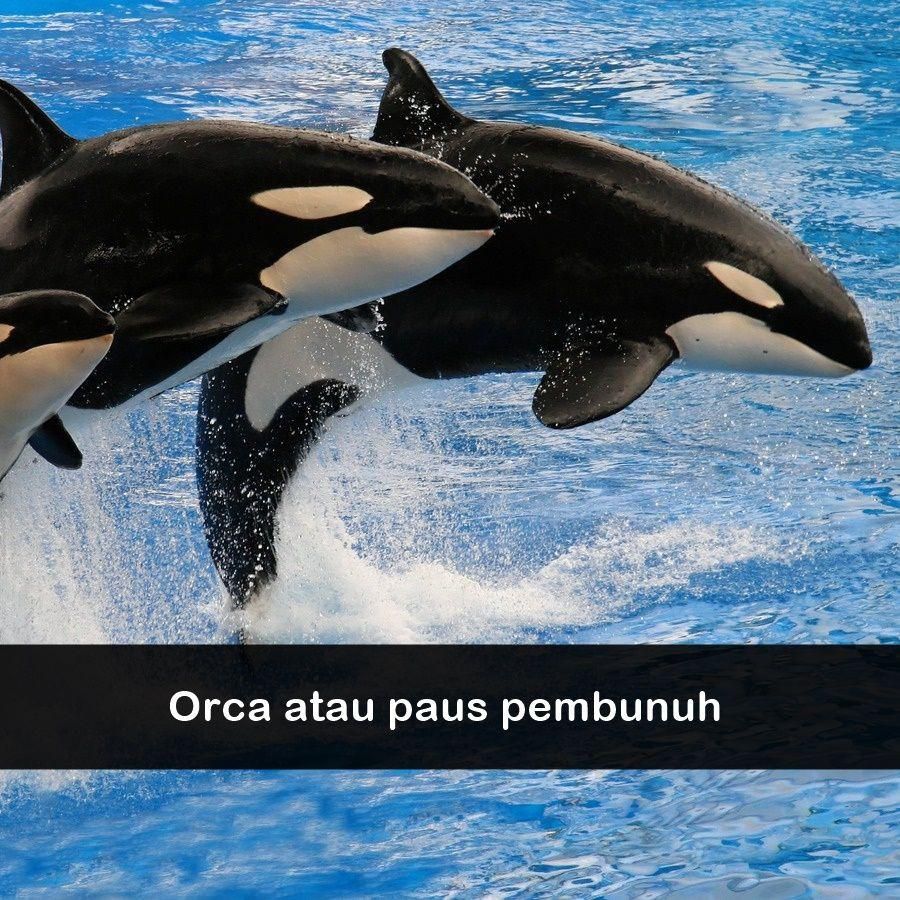 ilustrasi orca (pexels.com/Holger Wulschlaeger)