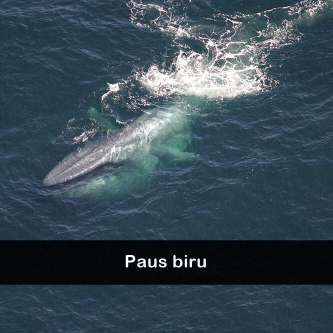 ilustrasi paus biru (commons.wikimedia.org/ NOAA Fisheries, Lisa Conger)