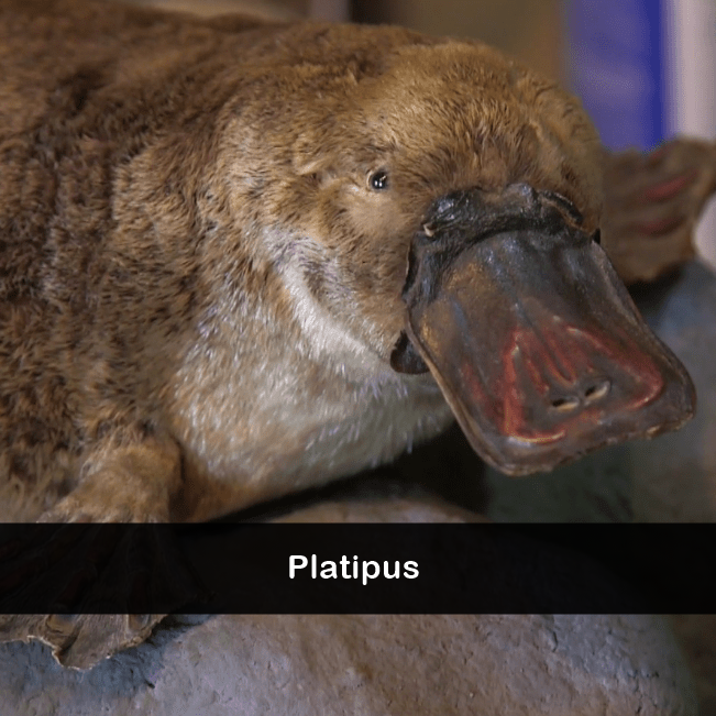 ilustrasi platipus (commons.wikimedia.org/Science History Institute)