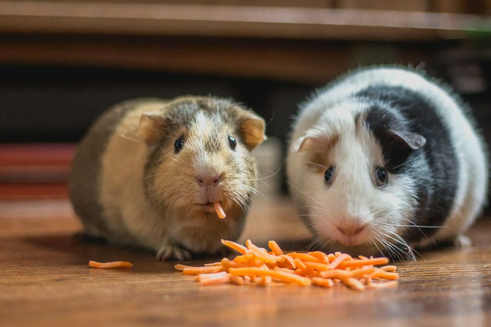 4 Fakta Ilmiah dari Kantong Pipi Hamster yang Jarang Diketahui
