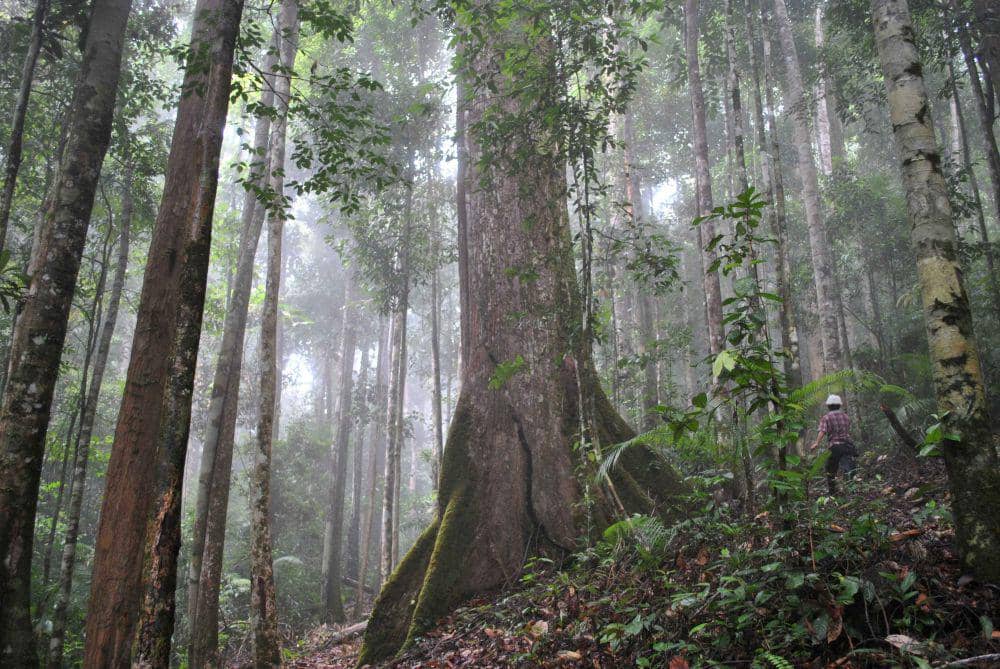 ilustrasi hutan di Kalimantan (unsplash.com/kenshono)