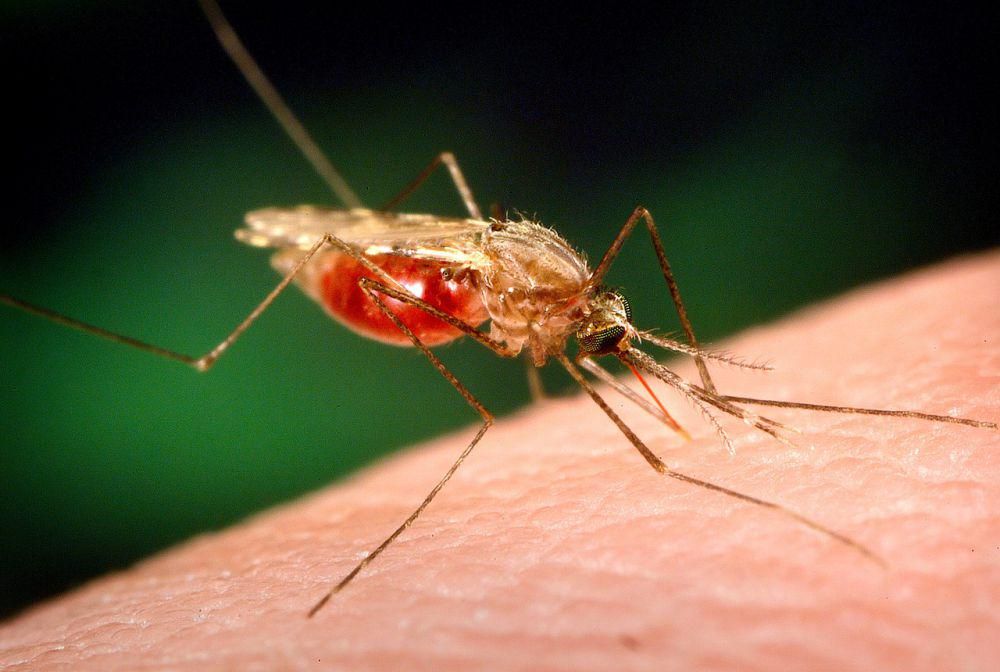 Timor Leste Resmi Bebas Malaria: Dari 223 Ribu Kasus Menjadi Nol