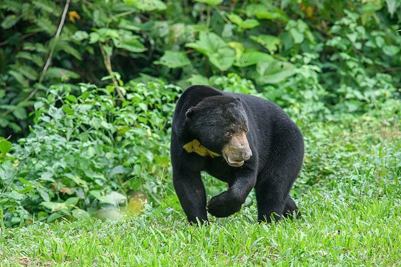 Beruang Madu Diserahkan Warga Langkat ke BKSDA, Dibawa ke Siantar Zoo