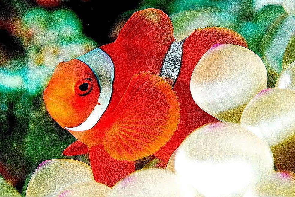 9 Foto Ikan Badut di Perairan Indonesia, Pernah Lihat? | IDN Times