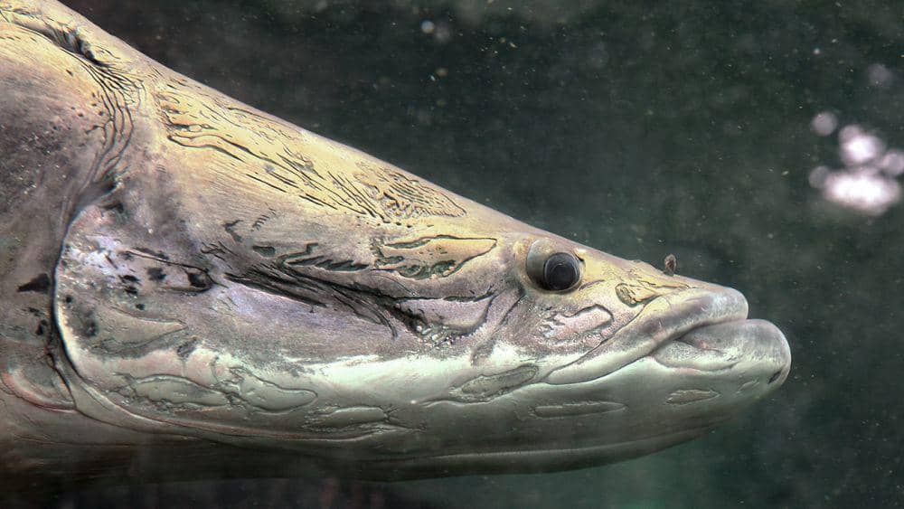 Poisson Invasif 6 Ikan Invasif yang Berbahaya bagi Ekosistem Indonesia | IDN Times
