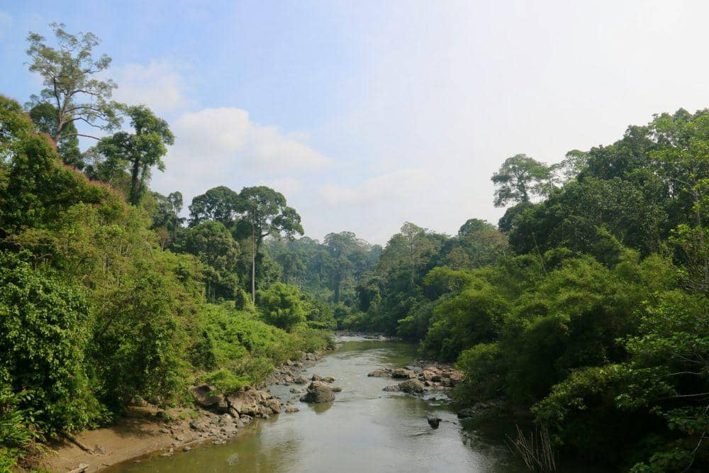 ilustrasi hutan Kalimantan (unsplash.com/Polina Koroleva)