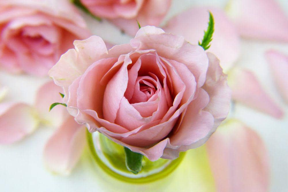 ilustrasi mawar pink (pixabay.com/silviarita)