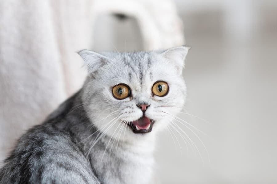 Kenapa Kucing Mengeong Terus? Ini 6 Penyebabnya, Tidak Selalu karena Lapar