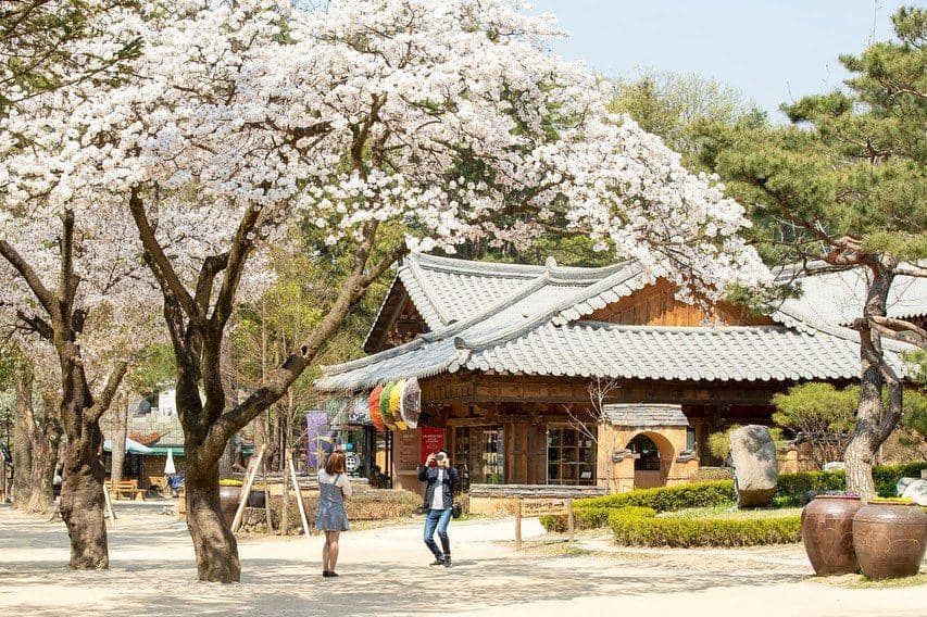 Potret sakura bermekaran di Nami Island (instagram.com/namiisland_naminara)