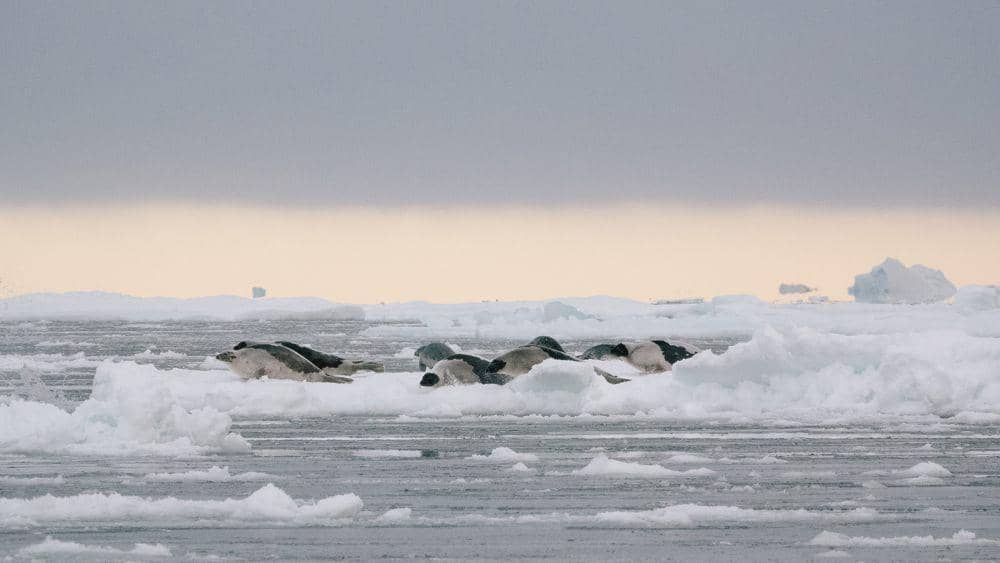 ilustrasi migrasi kawanan harp seal (quarkexpeditions.com/Sam Edmonds)