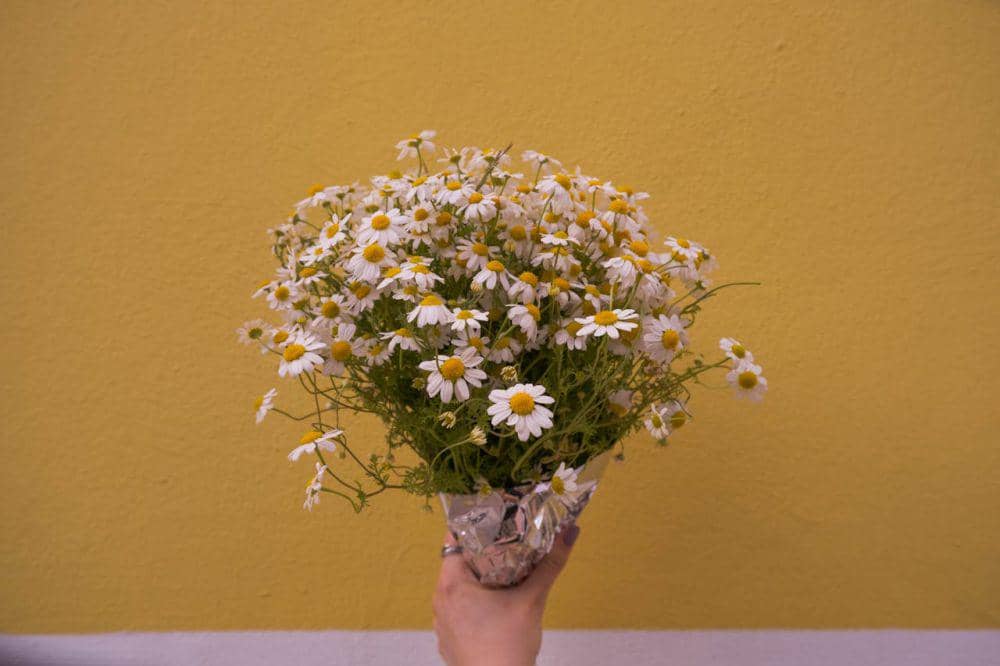 ilustrasi bunga putih sarat makna untuk bouquet (pexels.com/Doğukan)