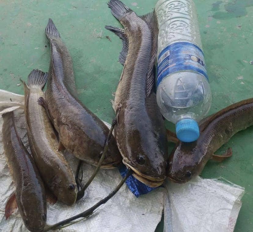 Haruan Runtu Budidaya Ikan Haruan Turut Menjadi Faktor Inflasi di Kalsel | IDN Times ...