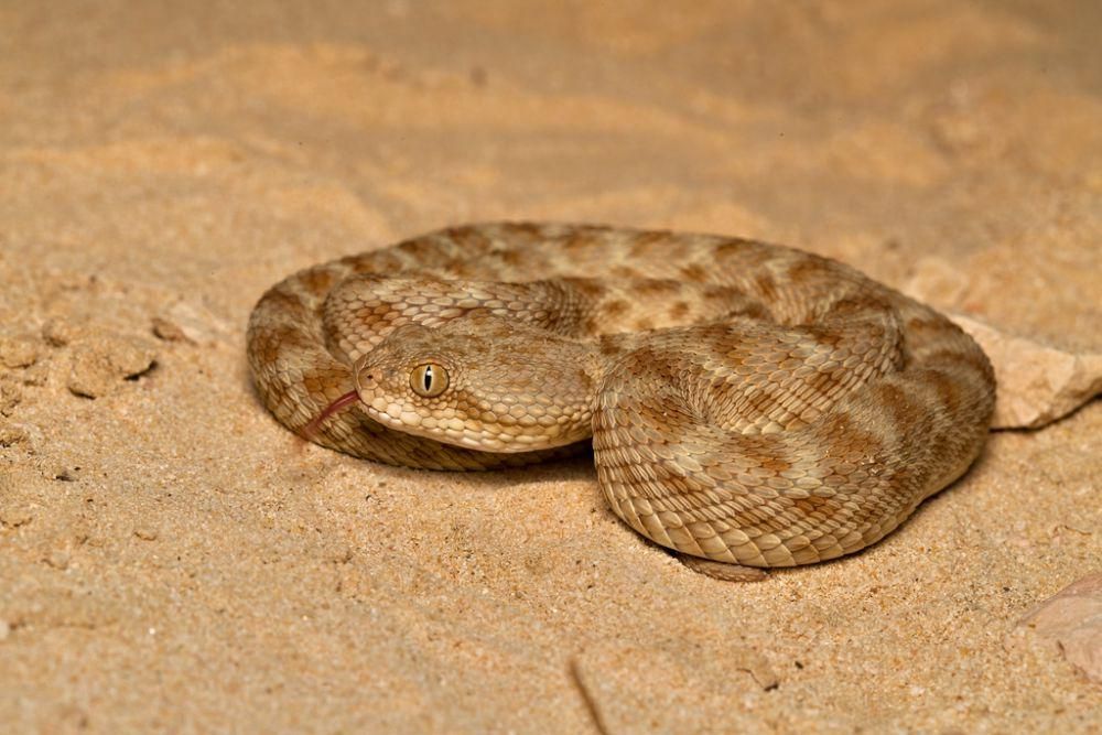 Katta klitorisni masturbatsiya qilish