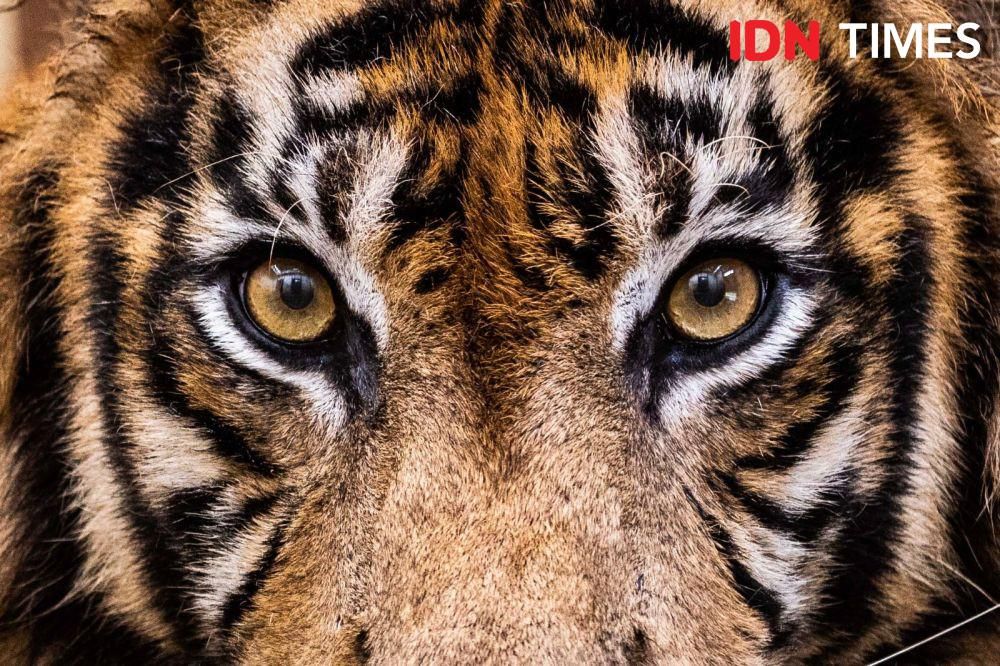 Digembalakan di Habitat Harimau, 3 Sapi Warga Dimangsa Dalam Sebulan Terakhir