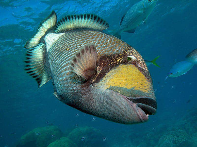 5 Fakta Menarik Pogo-pogo Besar, Ikan Aneh yang Bisa Rebahan | IDN Times