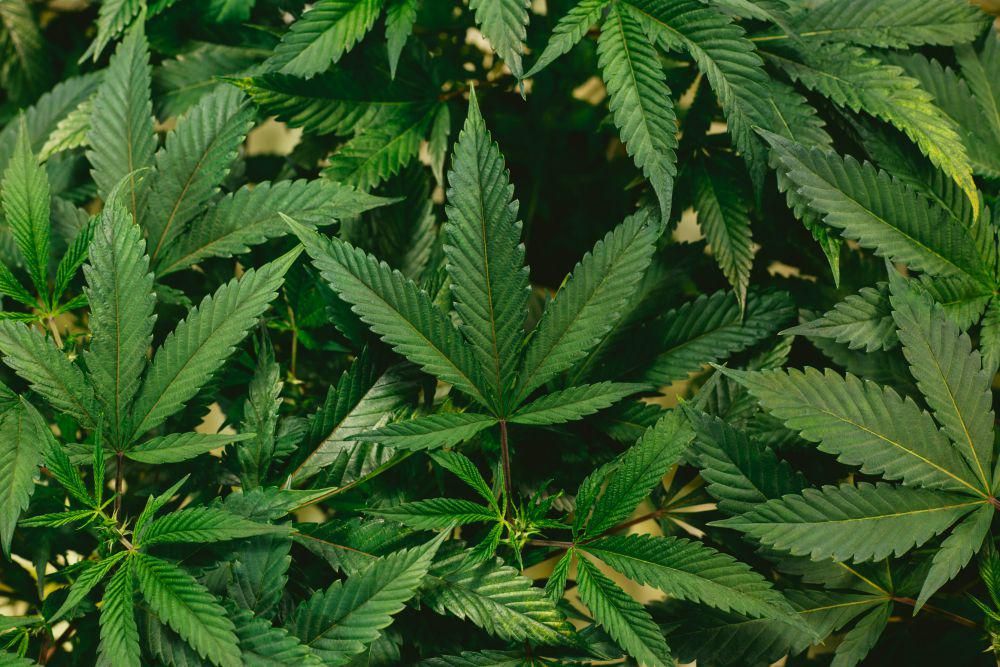 Sempat Dijual Bebas, Kini Thailand Kembali Batasi Penggunaan Ganja